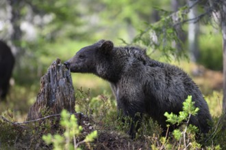 Young brown bear (Ursus arctos) sniffing a tree stump, Karelia, Lapland, Finland