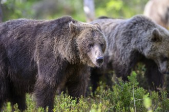 Two brown bears (Ursus arctos) walking through the forest, Karelia, Lapland, Finland