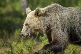 Close-up of a brown bear (Ursus arctos) in the forest, Karelia, Lapland, Finland