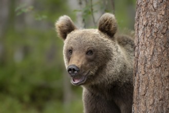 Smiling brown bear (Ursus arctos) looking curiously from a tree in the forest, Karelia, Lapland,