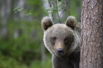 Brown bear (Ursus arctos) peering curiously from behind a tree, Karelia, Lapland, Finland