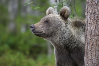 A curious brown bear (Ursus arctos) looks out from behind a tree, Karelia, Lapland, Finland