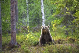 Brown bear (Ursus arctos) sitting quietly in the forest, surrounded by trees and nature, Karelia,