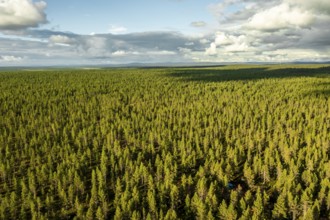 Sodankylä, Lapland, Finland, wide area of thick treetops under a sunny sky dominating green