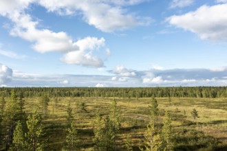 Sodankylä, Lapland, Finland, vast landscape with pine forest and a blue sky with white clouds,