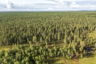 Sodankylä, Lapland, Finland, vast forest seen from above reaching to the horizon, aerial view,