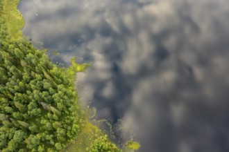 Sodankylä, Lapland, Finland, view from above of shore with trees bordering a cloudy lake, aerial