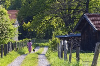 Woman in dirndl with dog on way to farm, barn, rural, Upper Bavaria, Germany