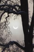 Partial solar eclipse on 01/04/2011, Baum, Penzberg, Upper Bavaria, Germany, Europe/Partial Solar