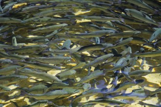 Young brown trout (Salmo trutta) in trout farm, Schwarm, Upper Bavaria, Germany