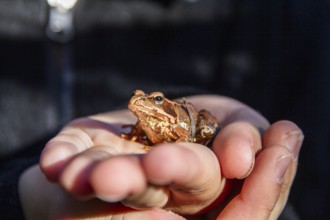 Grass frog (Rana temporaria), in children's hands, hands, Upper Bavaria, Germany