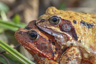 Grass frogs (Rana temporaria), mating, close-up, Upper Bavaria, Germany