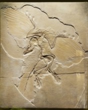 Prehistoric bird Archaeopteryx, fossil in the Solnhofen limestone from the Upper Jurassic, replica
