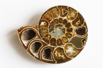 Ammonite, fossilisation, extinct marine cephalopod, fossils, (Ammon, ram with twisted horns)