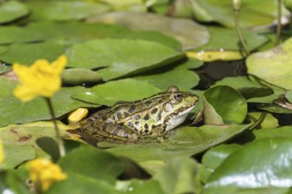 Sea frog (Pelophylax ridibundus), on floating leaves of pond lily and water lily, Germany