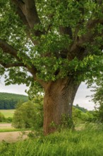 Mighty tree trunk of a single ancient English oak (Quercus Robur) at the edge of a field, labelled
