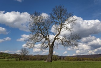 Solitary European ash (Fraxinus excelsior) with a lung-shaped crown under a cloudy sky,