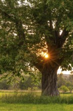 The evening sun shines through the branches of a single horse chestnut (Aesculus hippocastanum) on