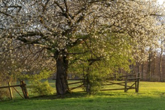 White blossoming cherry tree (Prunus avium) at the time of fruit tree blossom on a fence in a green