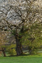 White blossoming cherry tree (Prunus avium) at the time of fruit tree blossom on a fence in a green
