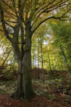 Mighty old copper beech (Fagus sylvatica) under an autumn canopy, Bad Pyrmont, Lower Saxony,