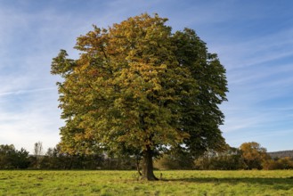 Single standing horse chestnut (Aesculus hippocastanum) with autumn leaves on a green meadow under