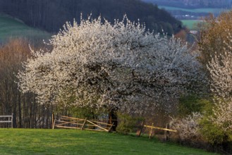 View of a white flowering cherry tree (Prunus avium) at the time of fruit tree blossom, Bad