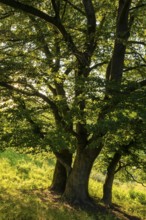 Group of beech trees (Fagus) with green foliage in atmospheric evening light, Schwalenberg, North