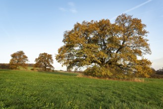Mighty old English oak (Quercus robur) with autumn-coloured foliage on a green meadow, Holzen, Ith,
