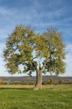 Single standing European ash (Fraxinus excelsior) with a lung-shaped crown on a green pasture under
