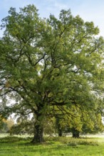 Mighty old English oak (Quercus robur) in idyllic morning sunlight, Emmerwiesen, Bad Pyrmont, Lower