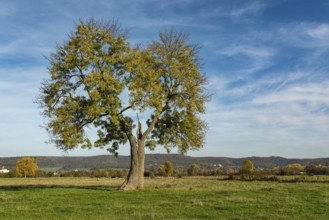 Single standing European ash (Fraxinus excelsior) with a lung-shaped crown on a green pasture under
