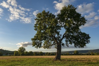 European ash (Fraxinus excelsior) with lung-shaped crown on a green pasture in the evening light,