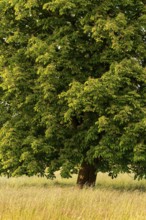 Full-format photograph of a single horse chestnut (Aesculus hippocastanum) on a green meadow,