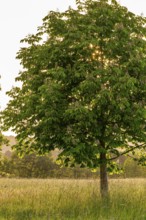 A young, solitary horse chestnut (Aesculus hippocastanum) on a green meadow in the atmospheric