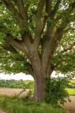 Mighty tree trunk of a solitary ancient English oak (Quercus Robur) at the edge of a field,