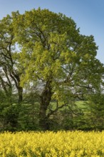 View over a yellow flowering rape field to a pedunculate oak (Quercus robur) with green leaves in