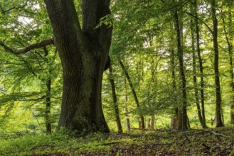 Mighty tree trunk of an ancient English oak (Quercus Robur) in an idyllic, light-flooded deciduous