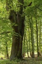Mighty tree trunk of an ancient English oak (Quercus Robur) in an idyllic, light-flooded deciduous