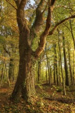 Mighty, ivy-covered tree trunk of an old oak (Quercus) in an autumnal forest in atmospheric evening