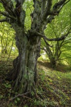 Ancient, gnarled copper beech, probably a copper beech (Fagus sylvatica), under a lush green canopy