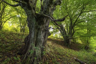 Ancient, gnarled copper beech, probably a copper beech (Fagus sylvatica), under a lush green canopy