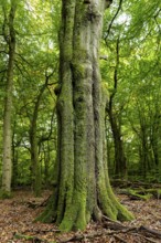 Mighty, moss-covered tree trunk of an old copper beech (Fagus sylvatica) in a lush green forest,