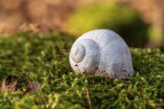 Close-up of the empty shell of a grape snail (Helix pomatia) on the moss-covered ground of a