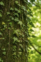 Ivy (Hedera helix) growing up the moss-covered trunk of an old beech tree (Fagus), Germany