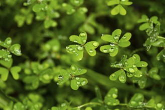 Full-format image of clover (Oxalis), wetted with fine drops of water, Madeira, Portugal