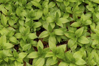 Full-format image of small-flowered balsam (Impatiens parviflora) on the forest floor, Germany