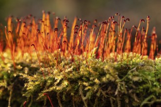 Macro photograph of green moss (Bryophyta) with red sporophytes, Germany