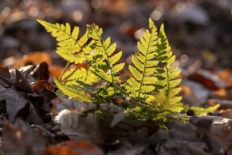Macro shot of a small fern frond in backlight, surrounded by mature leaves, Germany