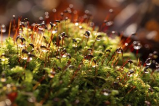 Macro photograph of deciduous moss (Bryophyta) with sporophytes, wetted with water droplets